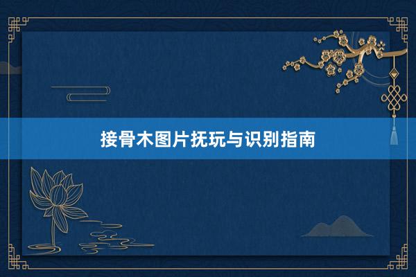 接骨木图片抚玩与识别指南